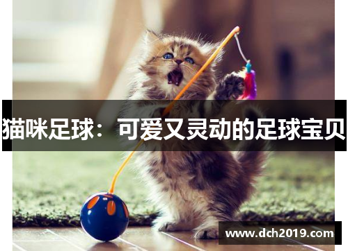 猫咪足球：可爱又灵动的足球宝贝